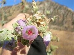 پنیرک داویدسونی